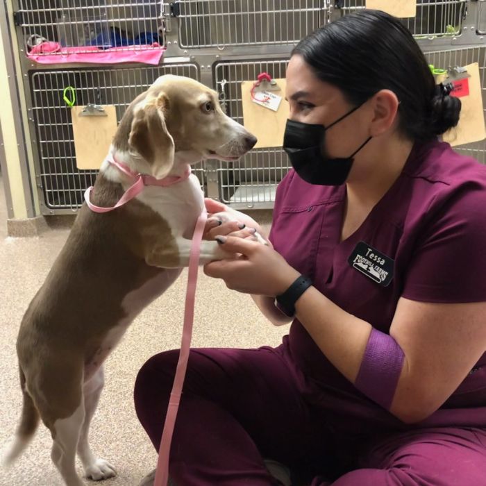 A woman in scrubs gently pets a dog