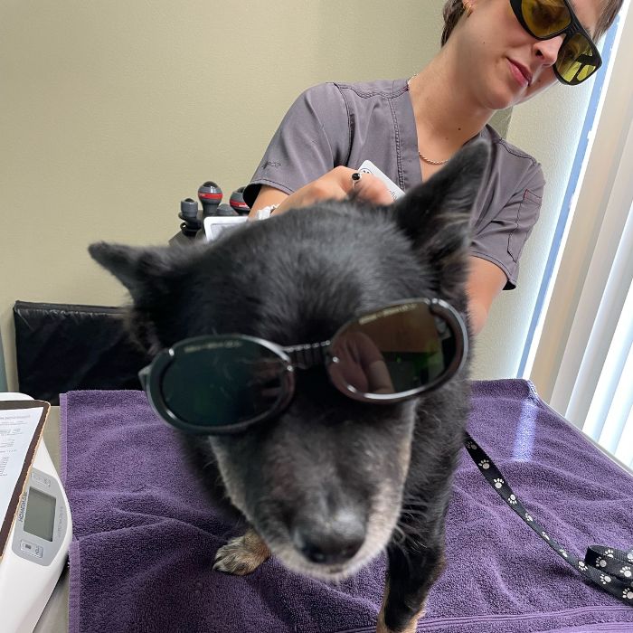 A veterinarian performing cold laser therapy