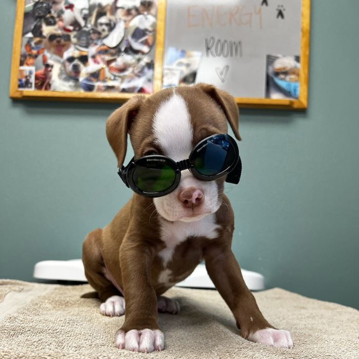 A cute puppy dons sunglasses