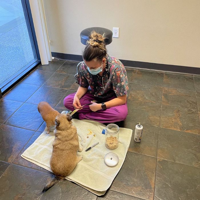 A woman in a surgical mask sits with two dogs