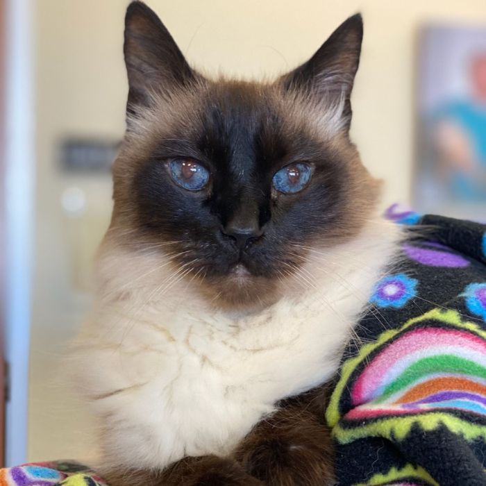 A Siamese cat perched on a cozy blanket