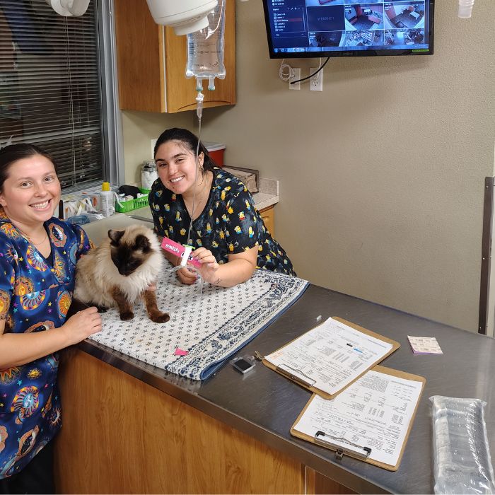 Two women in scrubs gently hold a cat on a counter