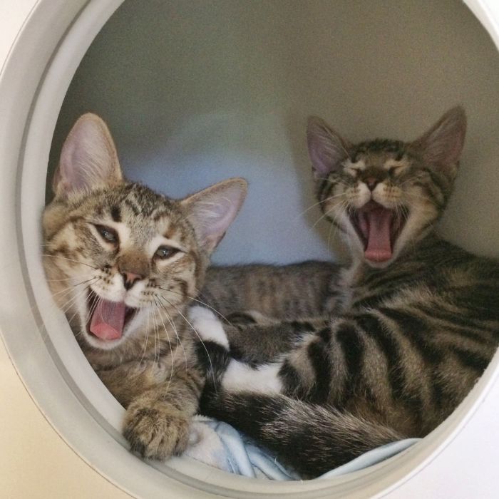 Two cats yawning inside a washing machine