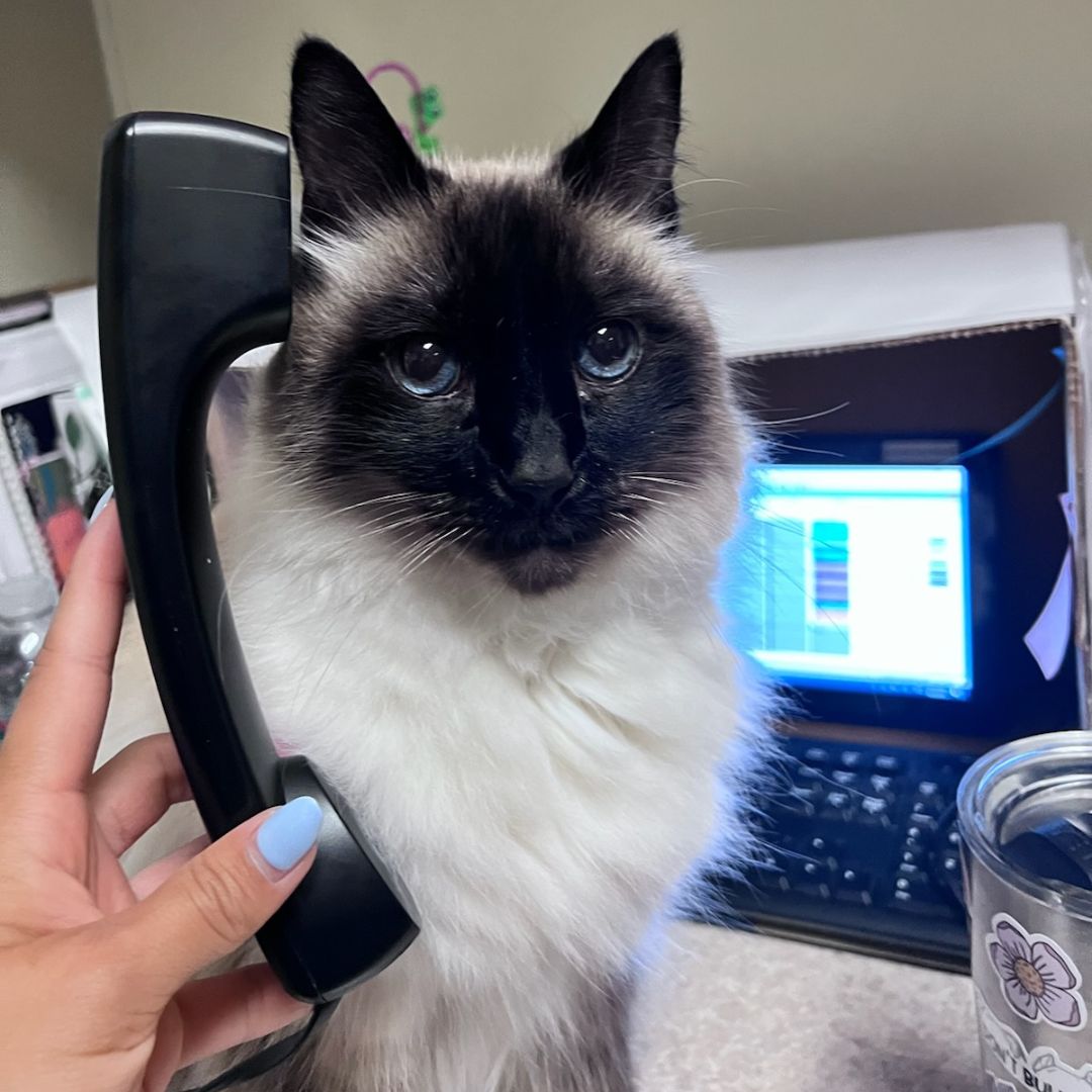 a black and white cat sitting on top of a phone