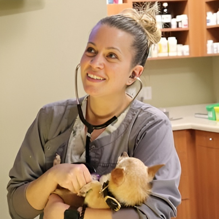 vet holding a dog