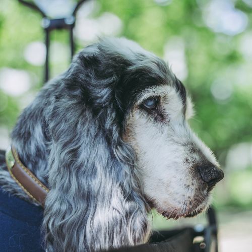 a close up of a dog with a leash