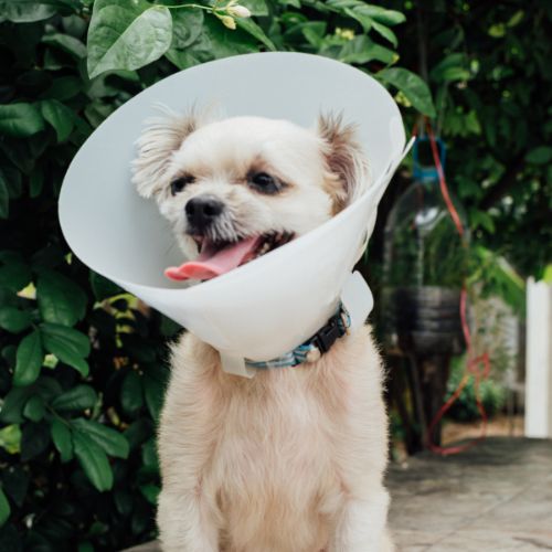 a small dog with a cone on its head