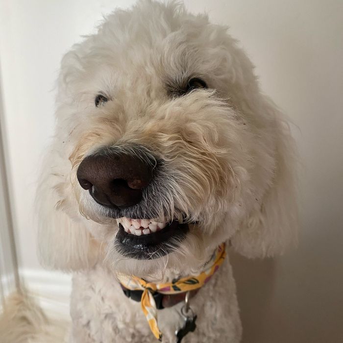 a close up of a dog wearing a collar