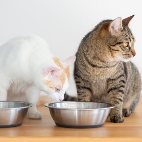 Two Domesticated Cats Having a Meal