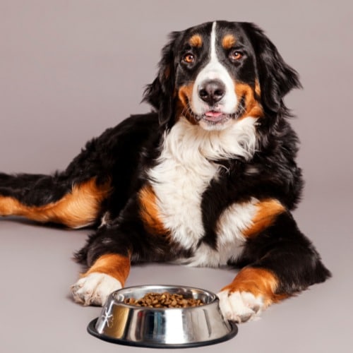 Bernard Sennenhund with Food Bowl